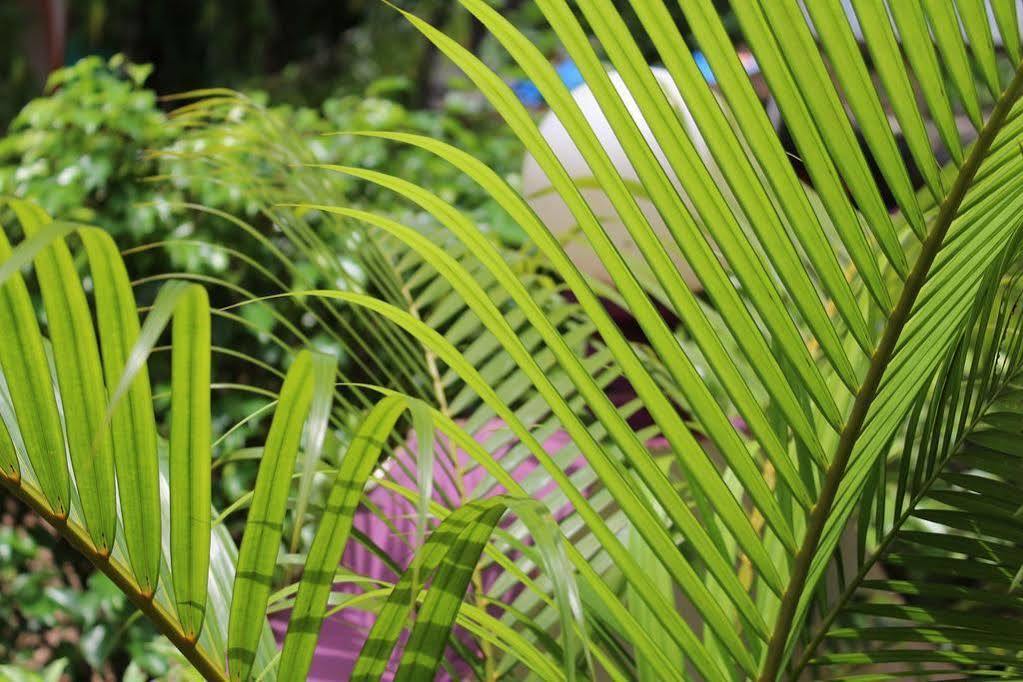 مبيت وإفطار باغا Sugar Plum Macedo Palms المظهر الخارجي الصورة